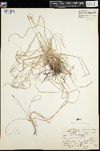 Carex pedunculata image