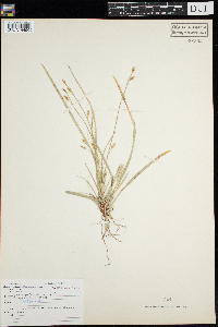 Carex pedunculata image
