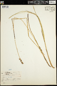 thumbnail image of current specimen