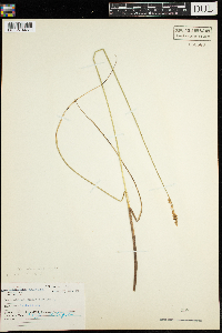 Carex echinata image