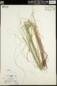 Carex lasiocarpa var. americana image