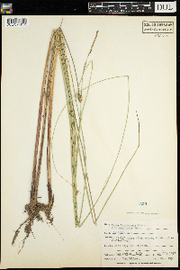 Carex lasiocarpa var. americana image