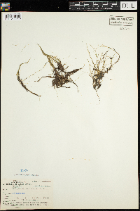 Schoenoplectus subterminalis image