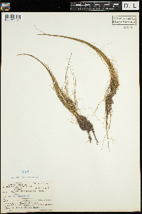 Schoenoplectus subterminalis image