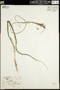 Schoenoplectus subterminalis image