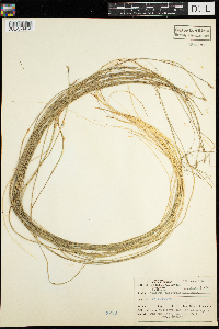 Schoenoplectus subterminalis image