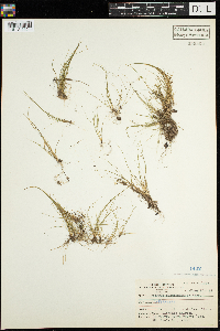 Schoenoplectus subterminalis image