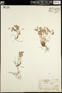 Viola labradorica image