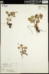 thumbnail image of current specimen