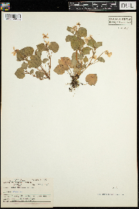 Viola labradorica image