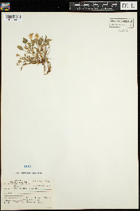 Thumbnail image of current specimen