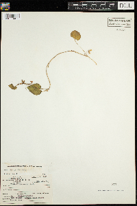 Thumbnail image of current specimen