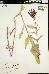 Verbena hastata image