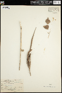 Verbena hastata image