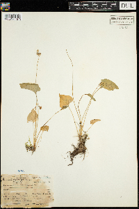 Viola cucullata image