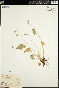 Viola cucullata image