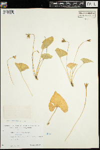 Viola cucullata image