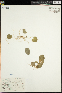 Thumbnail image of current specimen