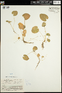 Thumbnail image of current specimen