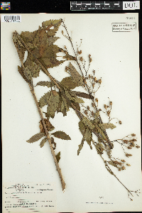 Scrophularia lanceolata image