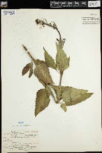 Scrophularia lanceolata image