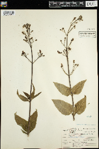 Scrophularia lanceolata image