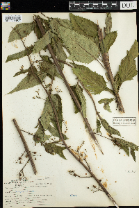 Scrophularia lanceolata image