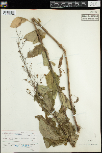 Scrophularia lanceolata image