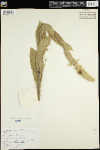 Verbascum thapsus image