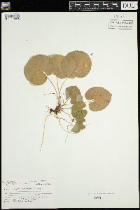 Viola renifolia image