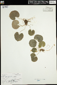 Viola renifolia image
