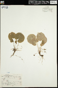 Viola renifolia image