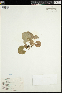 Viola renifolia image