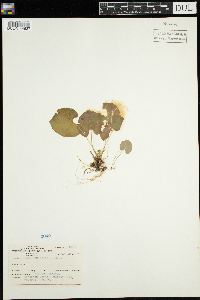 Viola renifolia image