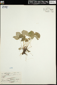 Viola renifolia image