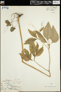 Cryptotaenia canadensis image