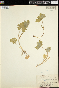 Cryptotaenia canadensis image