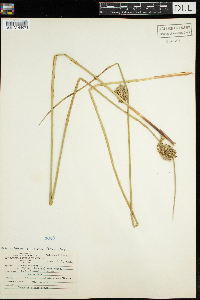 Juncus effusus image