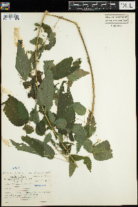 Urtica dioica image
