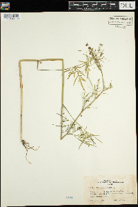 Cicuta bulbifera image