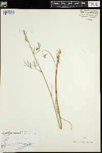 Cicuta bulbifera image