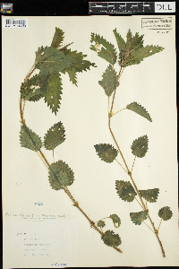 Urtica dioica image
