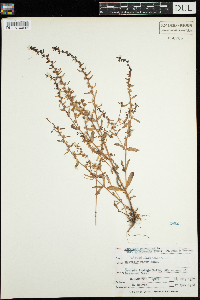 Veronica peregrina image