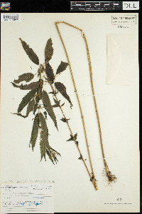Urtica dioica image