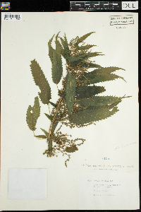 Urtica dioica image