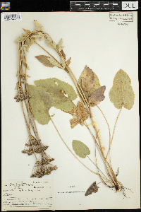 Zizia aptera image