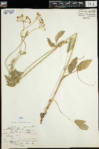 Zizia aptera image