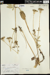 Zizia aptera image
