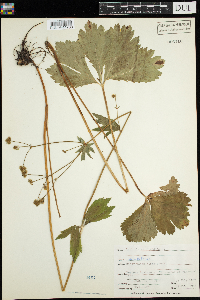 Sanicula marilandica image