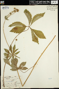 Sanicula marilandica image